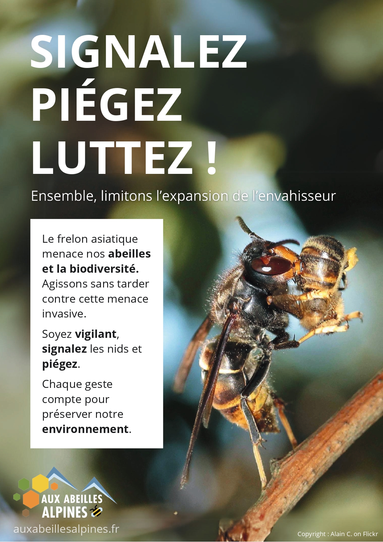 luttez contre les frelons asiatiques